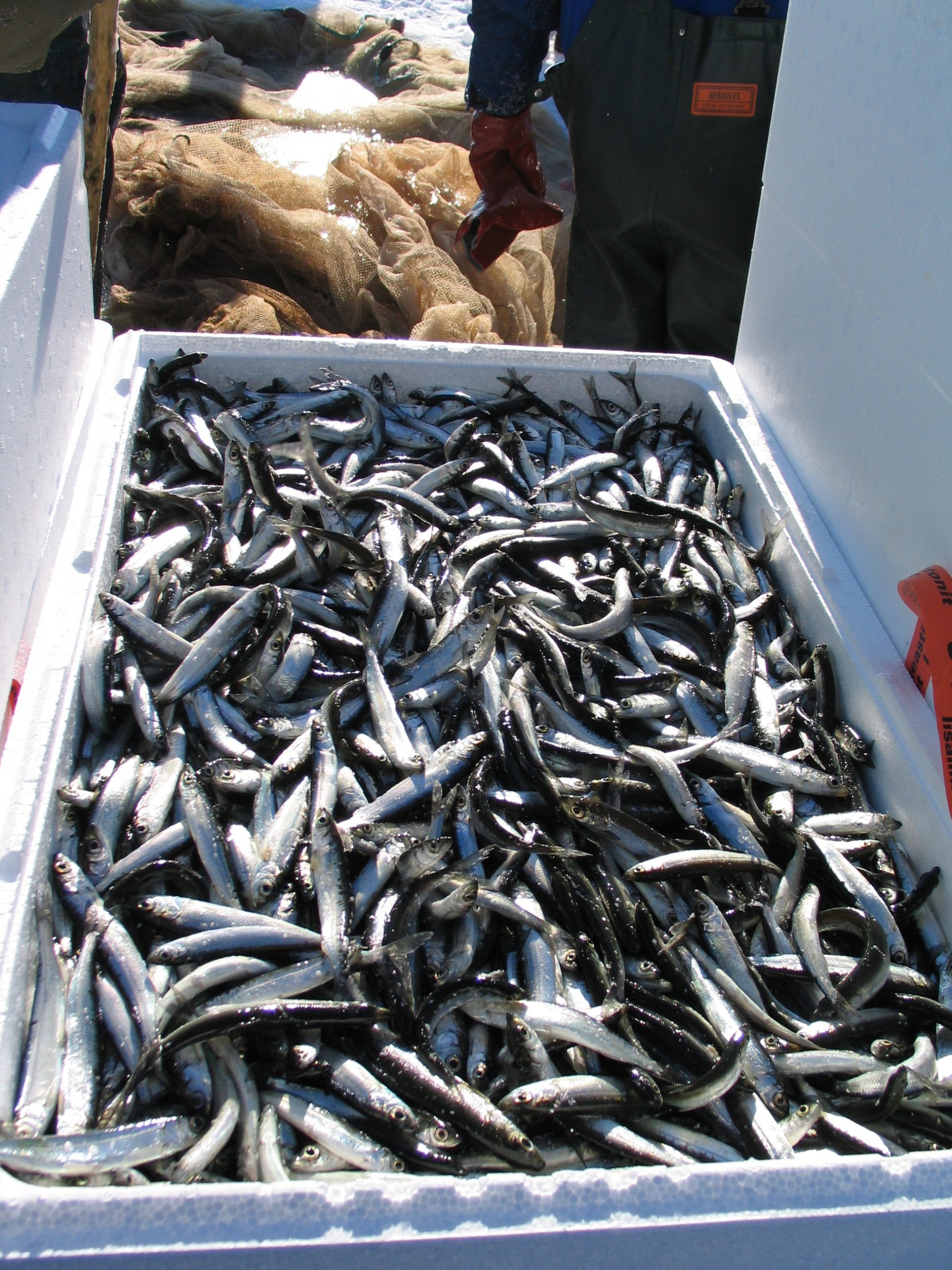 Kalatalouden huoltovarmuutta koskevista toimenpide-ehdotuksista pyydetään lausuntoja